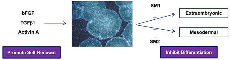 How serum-free PluriSTEM™ Media enables weekend-free culture of Pluripotent Human stem cells How serum-free PluriSTEM™ Media enables weekend-free culture of Pluripotent Human stem cells