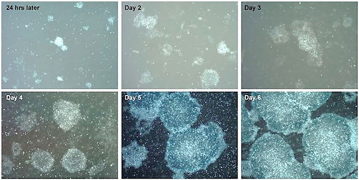 Time course of pluripotent stem cell expansion in PluriSTEM™ media Time course of pluripotent stem cell expansion in PluriSTEM™ media