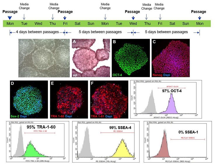 Pluripotent stem cells cultured in PluriSTEM™ media retain pluripotency markers Pluripotent stem cells cultured in PluriSTEM™ media retain pluripotency markers
