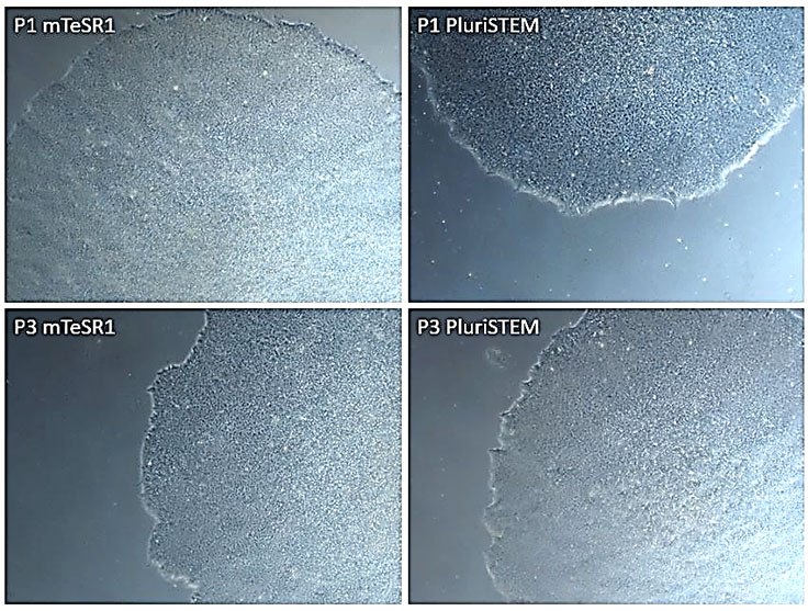 Human iPS cells cultured in PluriSTEM™ media vs. mTeSR1® media Human iPS cells cultured in PluriSTEM™ media vs. mTeSR1® media