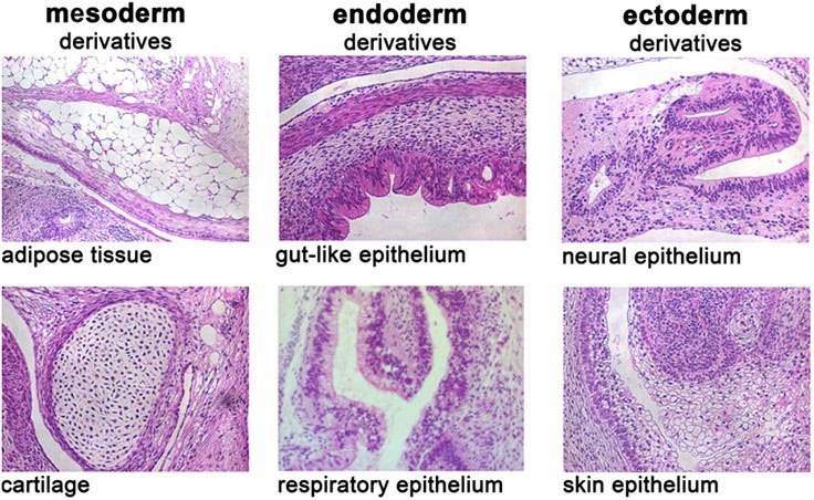 In vivo differentiation of pluripotent stem cells cultured in PluriSTEM™ media In vivo differentiation of pluripotent stem cells cultured in PluriSTEM™ media