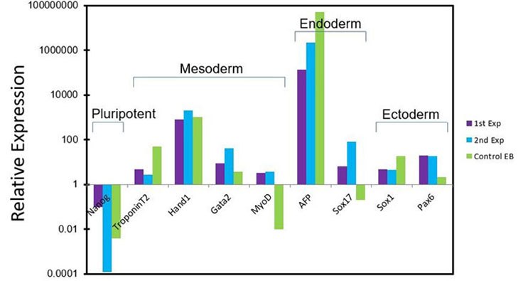 In vitro differentiation of pluripotent stem cells cultured in PluriSTEM™ media In vitro differentiation of pluripotent stem cells cultured in PluriSTEM™ media
