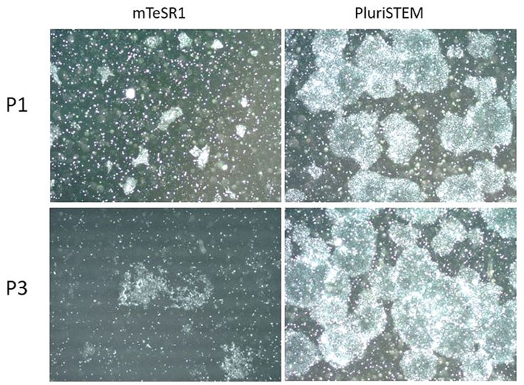 PluriSTEM™ media supports single cell passaging of pluripotent stem cells in vitro PluriSTEM™ media supports single cell passaging of pluripotent stem cells in vitro