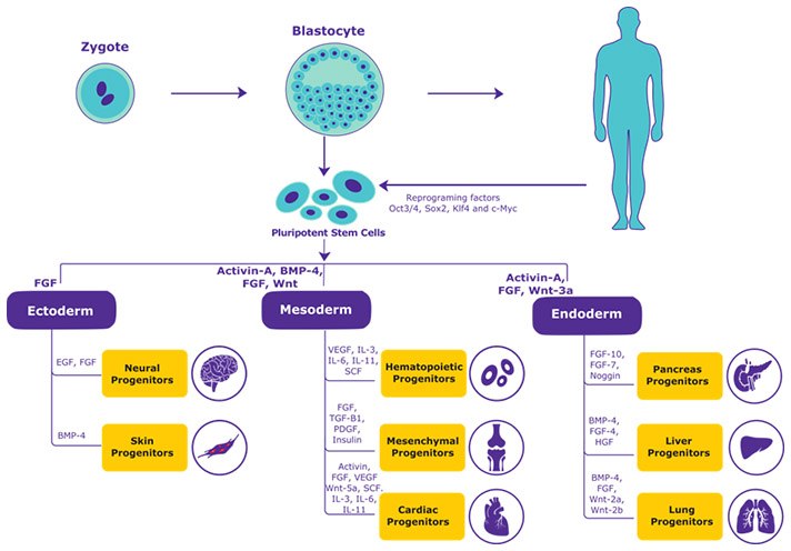 Stem Cell differentiation Stem Cell differentiation