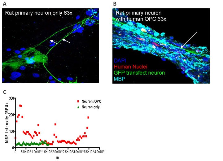 In Vitro Myelination Assay In Vitro Myelination Assay