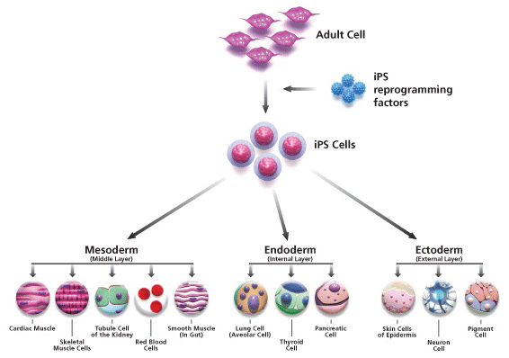 IPSC Pathway IPSC Pathway