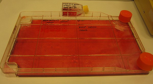 Large scale osteocyte differentiation of bone-marrow MSC cell lines Large scale osteocyte differentiation of bone-marrow MSC cell lines