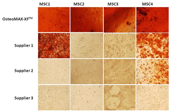 Validation and refinement of serum-free differentiation protocols Validation and refinement of serum-free differentiation protocols