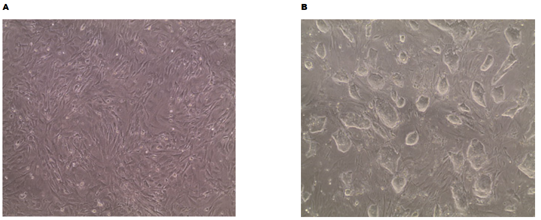 A) PMEF-CF-C Mouse Embryonic Fibroblasts (MEFs) seeded at a density of 5X10^4 cell/cm2 onto 0.1% gelatin coated plates in FBS containing MEF media 24hrs after seeding. B) CMTI-1 mouse ES cells grown on MEFs in mouse ES cell media maintain correct pluripotent morphology (clumped colonies with clear/bright borders). PMEF-CF-C Mouse Embryonic Fibroblasts and CMTl-1 mouse ES cells