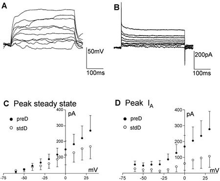 Electrophysiological properties of ReNcell VM Electrophysiological properties of ReNcell VM