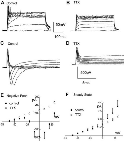Electrophysiological properties of ReNcell CX Electrophysiological properties of ReNcell CX