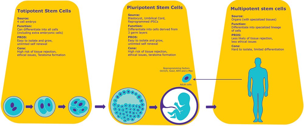 stem-cell-types Stem Cell Types