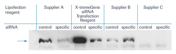 Typical example of an immunoblot Typical example of an immunoblot