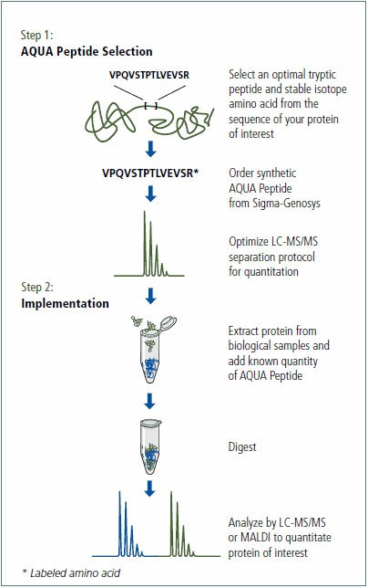 Overview of the Protein-AQUA method  Overview of the Protein-AQUA method