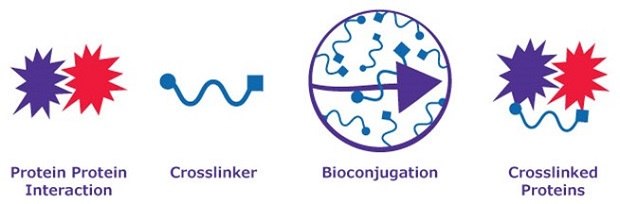 A crosslinker converts interacting proteins into crosslinked proteins via bioconjugation.  The graphic depicts a biological process involving proteins. On the left, two starburst formations, one red and one purple, are labeled "Protein-Protein Interaction," showing that proteins interact. To their right is a blue squiggly line labeled "Crosslinker." The next symbol is a purple circle with squiggly lines ringed by a purple arrow, which represents bioconjugation. On the far right, two starburst structures are connected by a blue squiggly line labeled "Crosslinked Proteins."