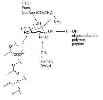 β-(1—>4)-Galactosyltransferase Kit Modifications of GlcNAc employed as acceptors in β(1→4)GalT catalyzed transfer of galactose.