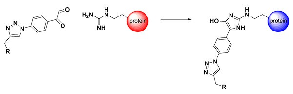 Arginine-Directed Bioconjugation  Arginine-Directed Bioconjugation