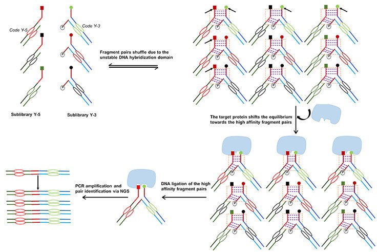 dynamic-dna-encoded-libraries