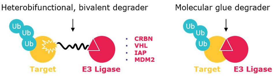 Targeted Protein Degraders Heterobifunctional degraders (left) contain ligands for two different proteins – one typically being an E3 ubiquitin ligase –  connected by a crosslinker. Molecular glues are smaller (non-conjugates) that include interactions between an E3 ligase and target (or neosubstrate).