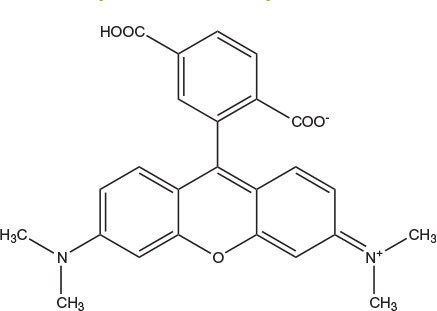 carboxytetramethylrhodamine carboxytetramethylrhodamine