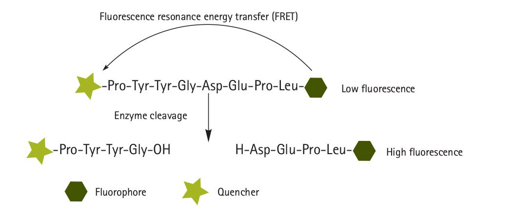 fluorescence-quenched fluorescence-quenched