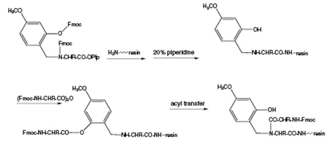 Mechanism of acylation of Hmb-protected residues Mechanism of acylation of Hmb-protected residues