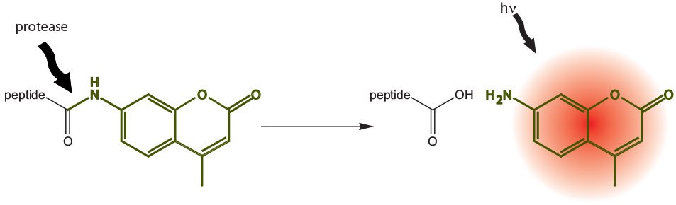 principle-of-amc principle-of-amc