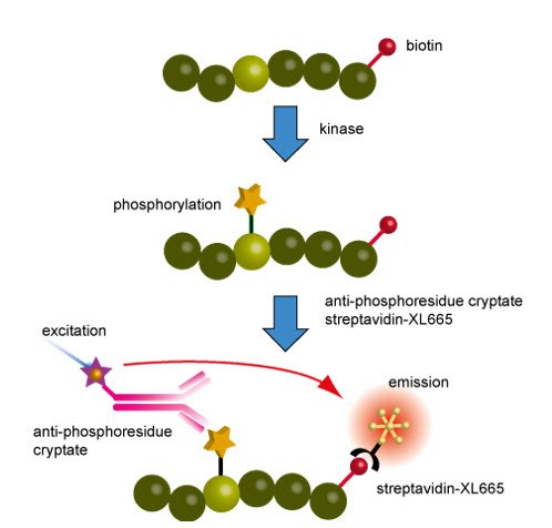 Principles of the kinase assay Principles of the kinase assay