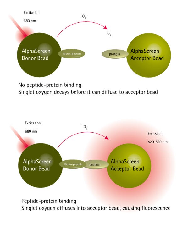 Principles of the protein-peptide binding AlphaScreen™ assay. Principles of the protein-peptide binding AlphaScreen™ assay