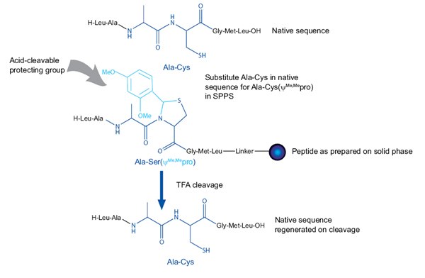 Relationship between peptide sequence and pseudoproline dipeptide Relationship between peptide sequence and pseudoproline dipeptide