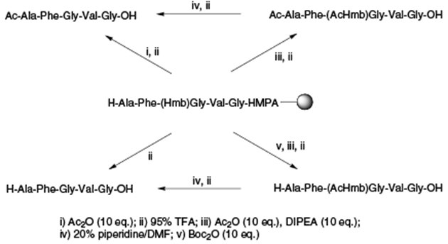 Synthesis of Ac-Hmb protected peptides Synthesis of Ac-Hmb protected peptides