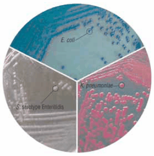 HiCrome™ Coliform Agar (81938) HiCrome™ Coliform Agar (81938)