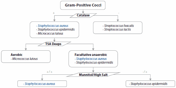 Gram Positive Cocci Gram Positive Coccl