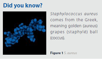 Did you know? Staphylococcus aureus