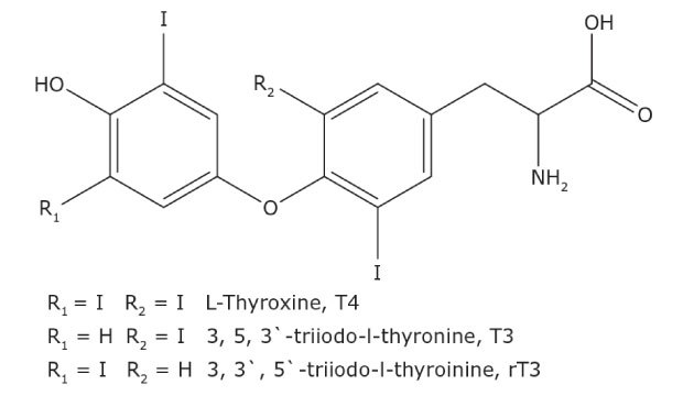 Structure of T4, T3, and rT3. Chemical structures of three thyroid hormones: L-Thyroxine (T4), 3, 5, 3'-triiodo-L-thyronine (T3), and 3, 3', 5'-triiodo-L-thyronine (rT3). Each structure features two aromatic rings connected by an oxygen atom. The left ring includes variable substituents labeled as R1 and R2, and an iodine atom at the third position. The right ring has an iodine atom at the fourth position, along with a side chain containing an amino group (NH2) and a carboxyl group (COOH). Specifically, L-Thyroxine (T4) has iodine atoms at both R1 and R2 positions, 3, 5, 3'-triiodo-L-thyronine (T3) has a hydrogen at R1 and an iodine at R2, and 3, 3', 5'-triiodo-L-thyronine (rT3) has an iodine at R1 and a hydrogen at R2.