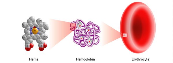 Image of Heme, Hemoglobin, and Erythrocyte Image of Heme, Hemoglobin, and Erythrocyte
