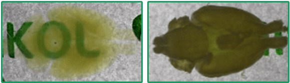 <br>Left panel: rat brain after clearing <br>Right panel: tissue opacity restored after reversal. Reversible nature of HISTO™ tissue clearing method