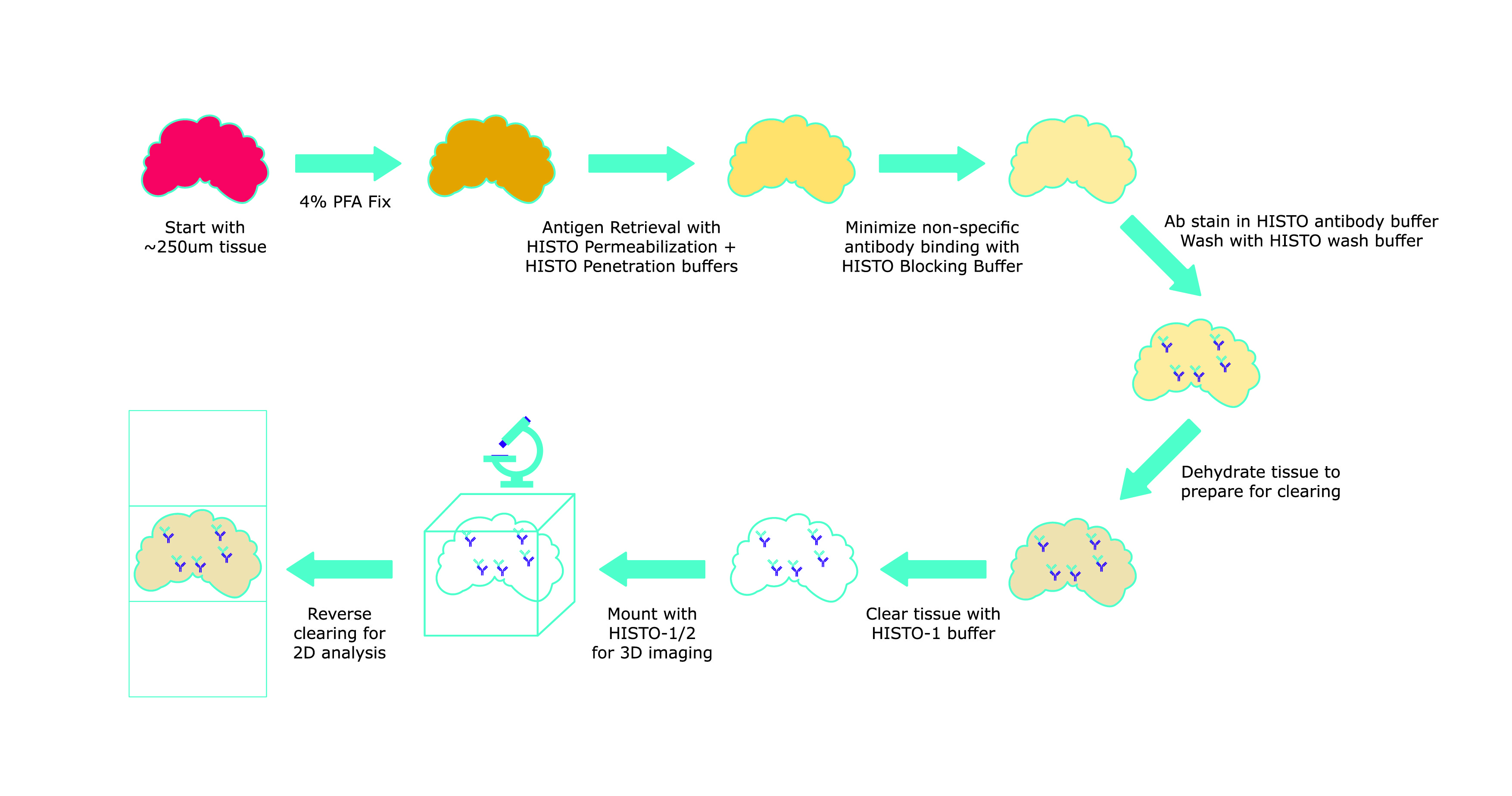 Visikol<sup>®</sup> Histo™ reagent tissue clearing Visikol® Histo™ reagent tissue clearing