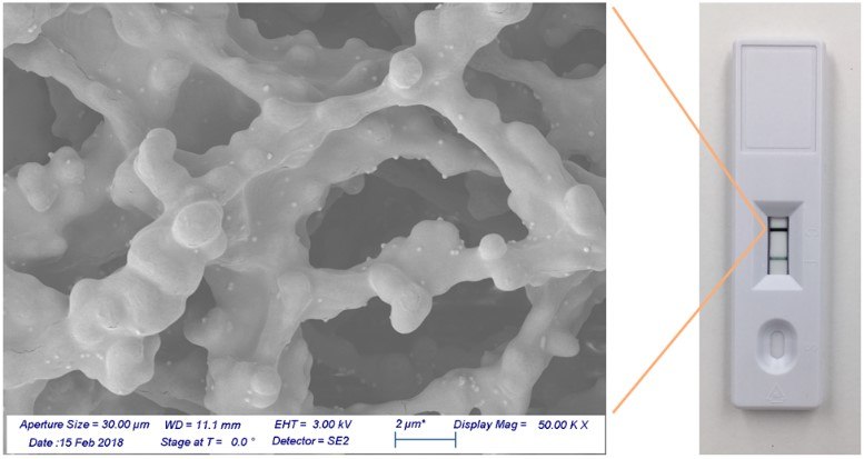Gold nanoshells bound to a nitrocellulose membrane. Gold nanoshells bound to a nitrocellulose membrane.