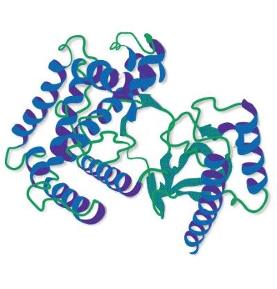 Structural schematic of horseradish peroxidase (HRP) showing secondary structure with alpha helices in blue and beta sheets in green Structural schematic of horseradish peroxidase (HRP) showing secondary structure with alpha helices in blue and beta sheets in green