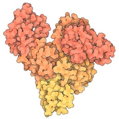 Molecular Structure BSA Molecular structure of BSA, based on the crystal structure of Bovine Serum Albumin (PDB ID 3v03) showing the 6 color-coded helical subdomains assembled to form the heart-shaped quaternary structure of  the BSA protein molecule.