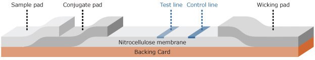 Print Schematic of lateral flow test strip