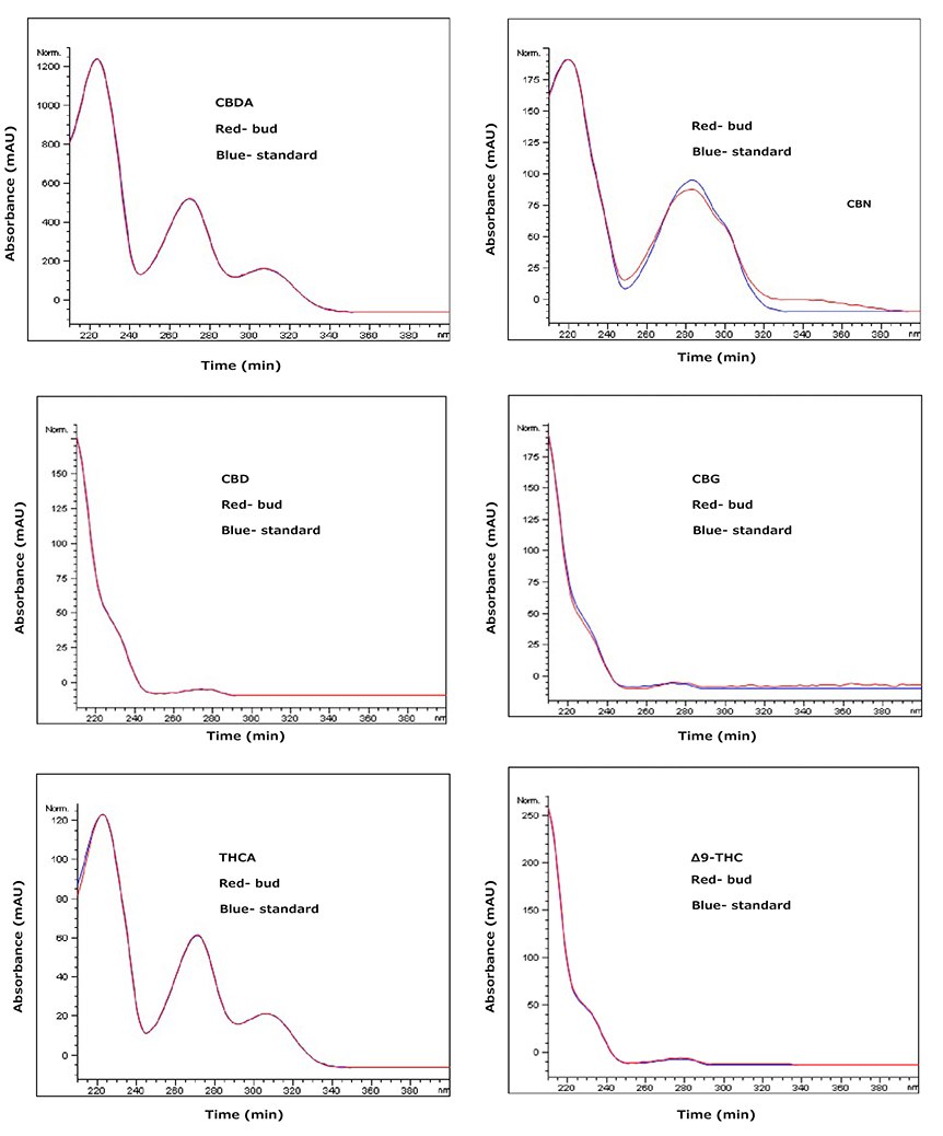 An overlay of UV spectra for hemp bud sample (Red) and standard solution (blue) at same retention time for 6 cannabinoids CBD, CBG, CBDA, CBN, ∆9-THC, and THCA 