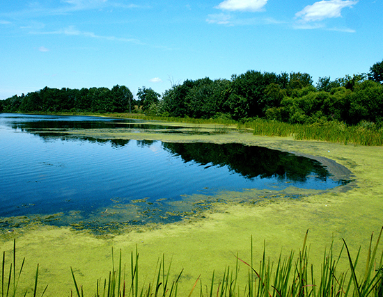 Phosphate in Surface Water Phosphate in Surface Water