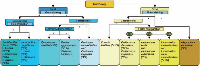 Identification flow chart for beer spoilage bacteria. * obligate beer spoilage. ^ potential beer spoilage. ° indirect beer spoilage. Numbers in % gives the frequency of spoilage organisms from quality complaints for beer (1980-2002)<sup>1</sup> Identification flow chart for beer spoilage bacteria