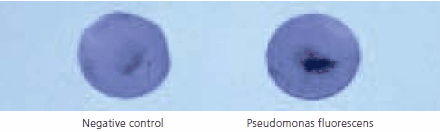 Oxidase test Oxidase test