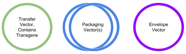 Vectors-Lentiviral-Production Vectors for Lentiviral Production