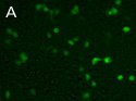 eGFP shRNA-100 ng of eGFP expression plasmid alone eGFP shRNA