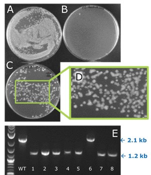 fuzzy-colony-d  Deletion in one of four novel W3110 E. coli strains engineered yields “fuzzy” colony phenotype characteristic of deletions at this locus (left).