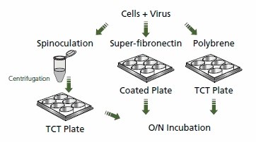 A diagram depicting the process of viral transduction in cells using spinoculation and different plate coatings. The sequence starts with "Cells + Virus," followed by spinoculation and centrifugation into a TCT plate. Subsequently, the cells are transferred to plates treated with either super-fibronectin or polybrene, leading to overnight incubation. Each step is represented by simple graphics and arrows indicating the flow of the process. A diagram depicting the process of viral transduction in cells using spinoculation and different plate coatings. The sequence starts with "Cells + Virus," followed by spinoculation and centrifugation into a TCT plate. Subsequently, the cells are transferred to plates treated with either super-fibronectin or polybrene, leading to overnight incubation. Each step is represented by simple graphics and arrows indicating the flow of the process.